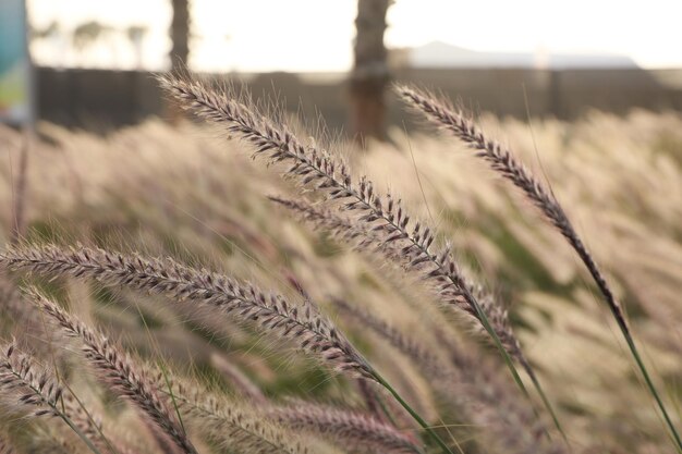 Close-up van stengels in het veld