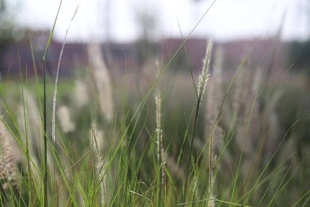 Close-up van stengels in het veld