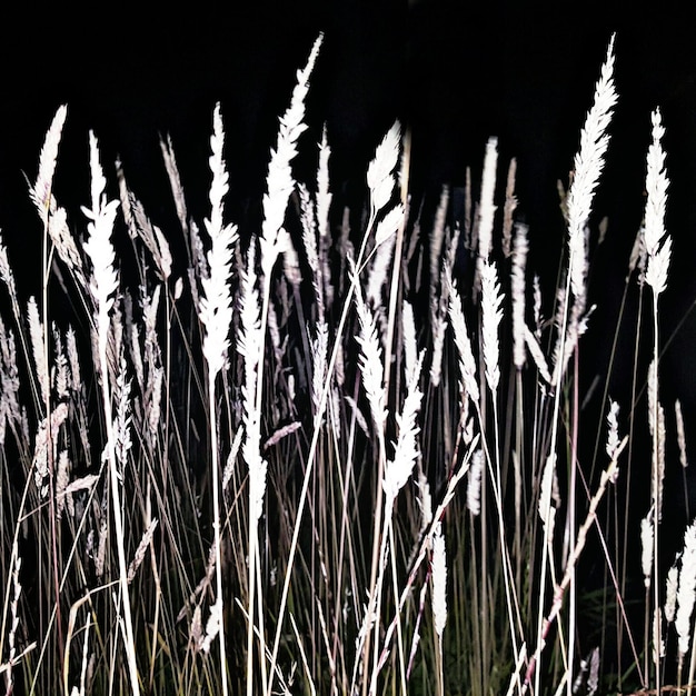 Foto close-up van stengels's nachts