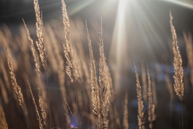 Foto close-up van stengels tegen de heldere zon