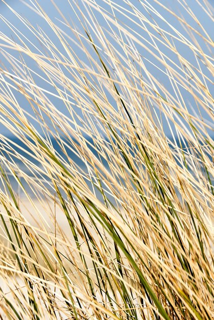 Foto close-up van stengels tegen de lucht