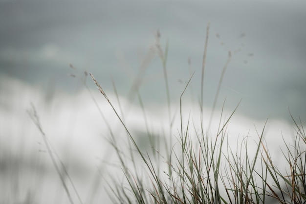 Foto close-up van stengels tegen de lucht