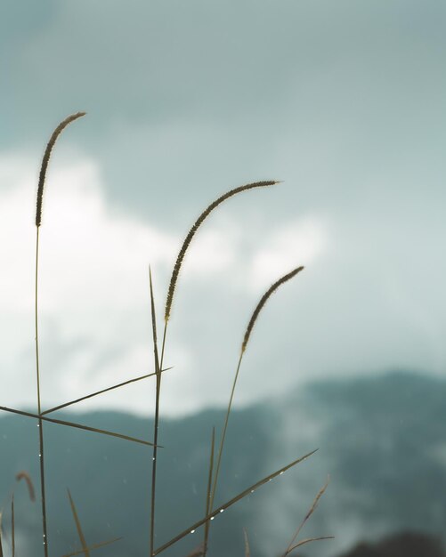 Foto close-up van stengels tegen de lucht