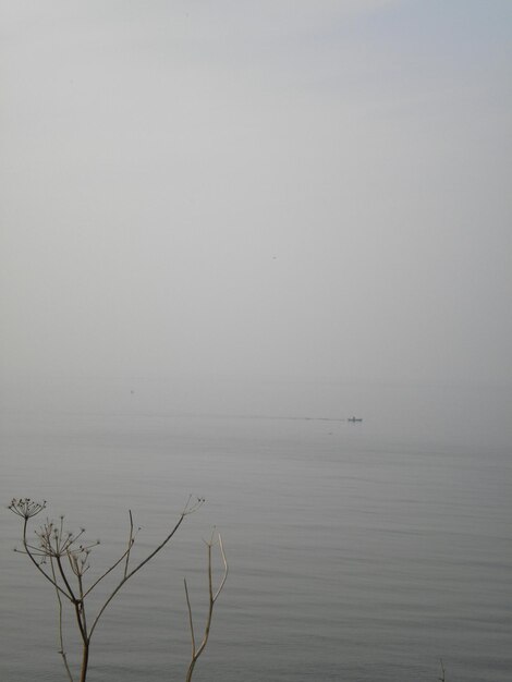 Foto close-up van stengels tegen rustige zee