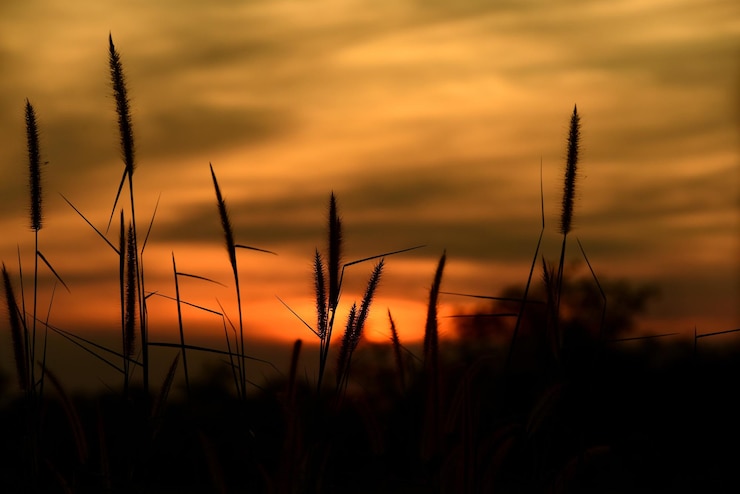 Foto close-up van stengels tegen zonsondergang hemel