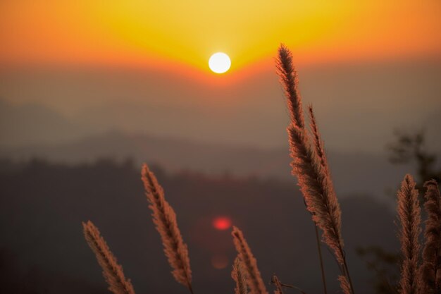 Foto close-up van stengels tegen zonsondergang