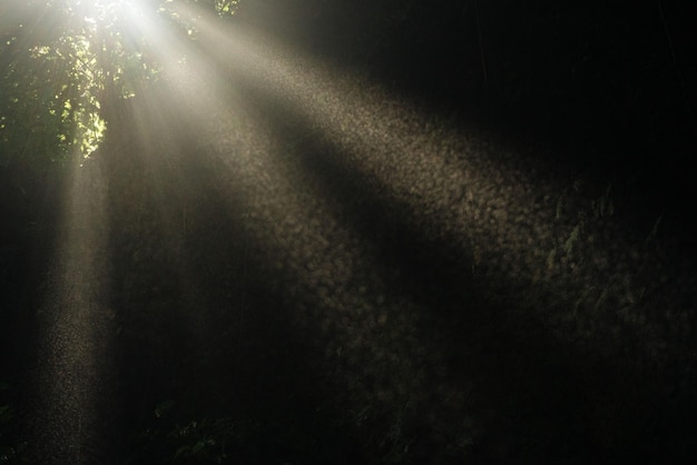 Foto close up van stof in zonlicht stralen schijnt door grot en bladeren