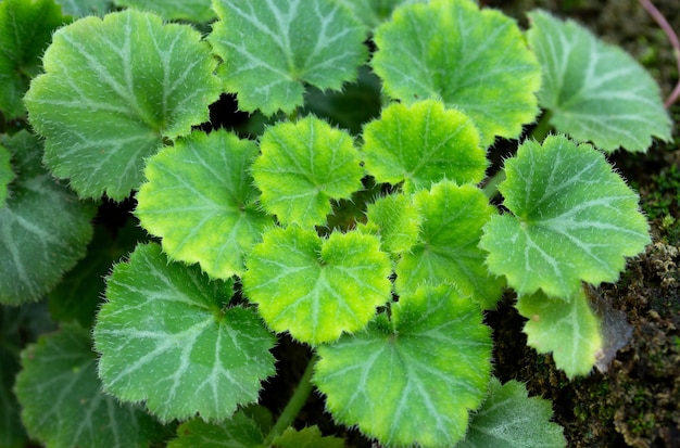 Close up van strawberry begonia plant saxifraga stolonifera