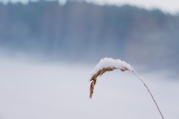 Foto close-up van stro in de winter