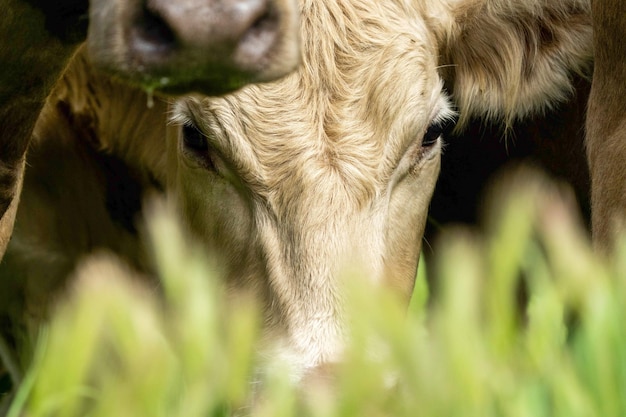 Close-up van Stud Beef stieren koeien en kalveren grazen op gras in een veld in Australië. Veerassen omvatten gespikkelde park murray grey angus brangus en wagyu op lange weide in lente en zomer
