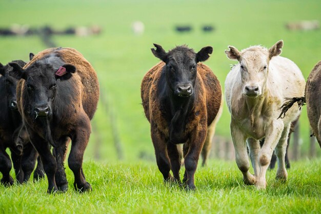 Close-up van Stud Beef stieren koeien en kalveren grazen op gras in een veld in Australië. Veerassen omvatten gespikkelde park murray grey angus brangus en wagyu op weiland in lente en zomer