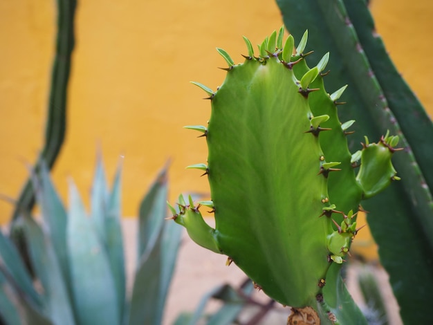Close-up van succulente installatie