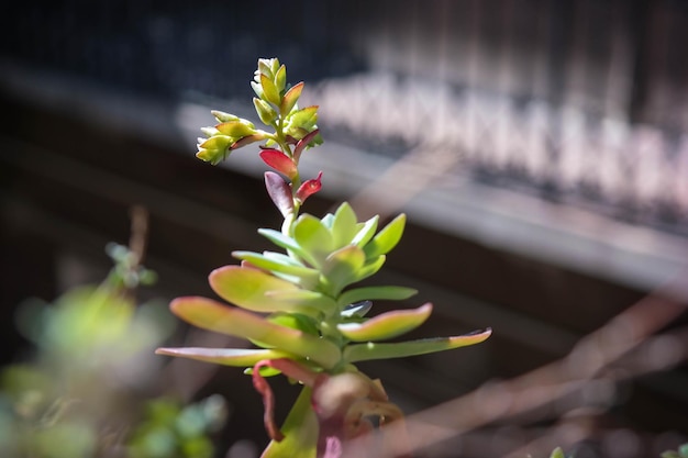 Close-up van succulente installatie