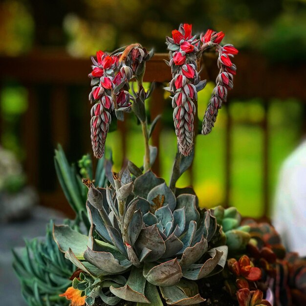 Foto close-up van succulente planten en bloemen