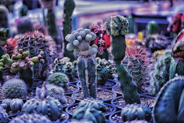 Foto close-up van succulente planten op de markt