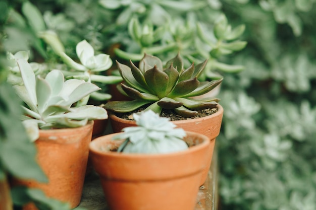 Close-up van succulente planten op het balkon