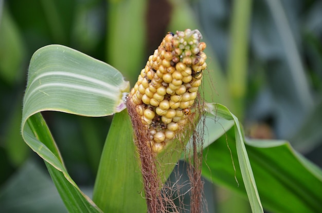 Close-up van suikermaïs op een boerderij