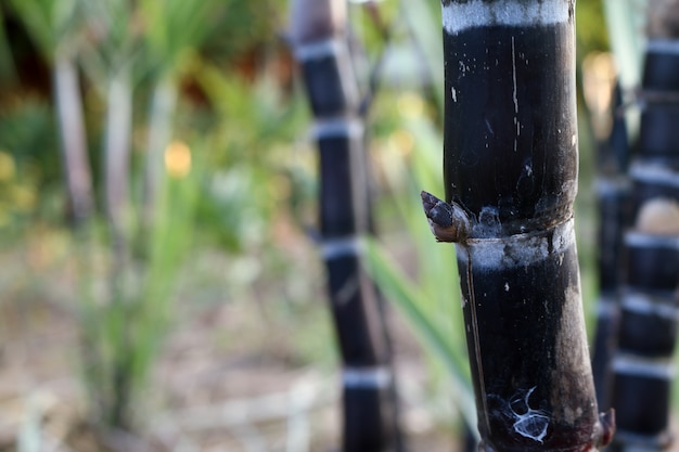 Close-up van suikerriet planten in groei op het veld