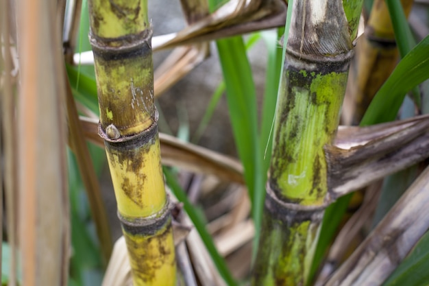 Close-up van suikerrietaanplanting