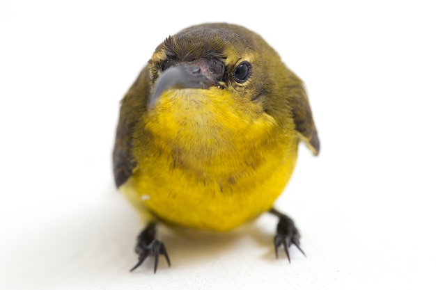 Close-up van sunbird met olijven