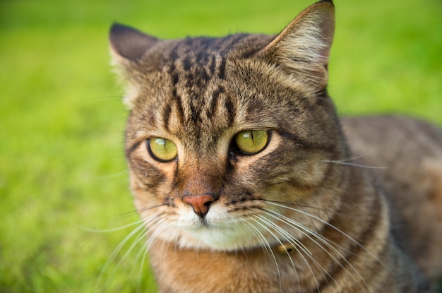 Close-up van tabby die wegkijkt terwijl hij op het veld staat