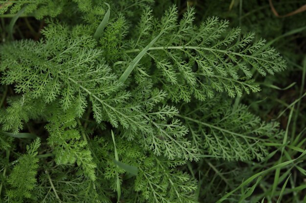 close-up van tak van achillea millefolium