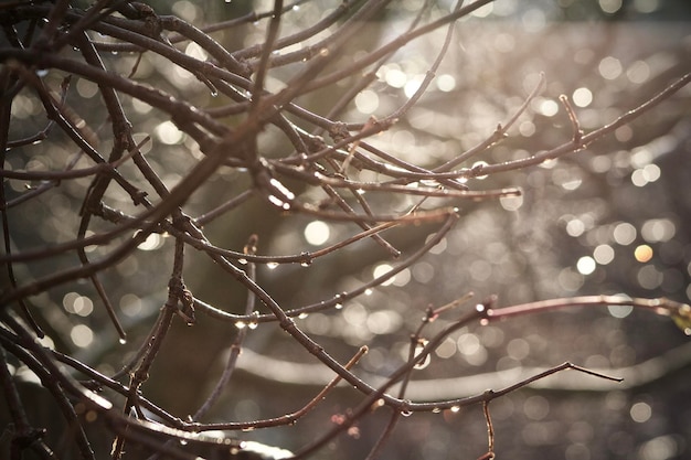 Foto close-up van takken in de winter