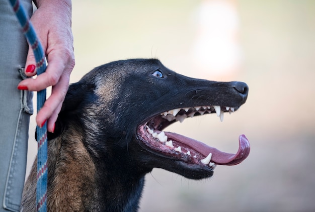 Close up van tanden van een belgische herder in de natuur