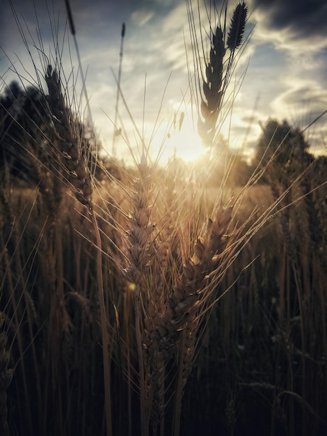 Foto close-up van tarwe die op het veld groeit bij zonsondergang