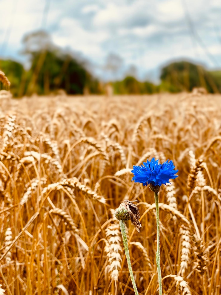 Foto close-up van tarwe die op het veld groeit