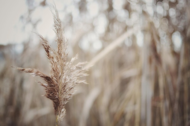 Close-up van tarwe die op het veld groeit