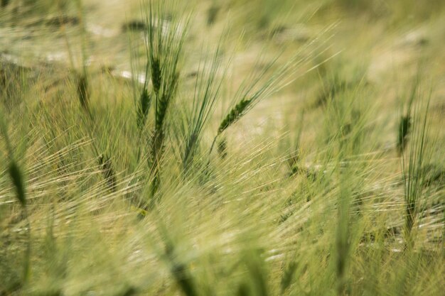 Foto close-up van tarwe die op het veld groeit