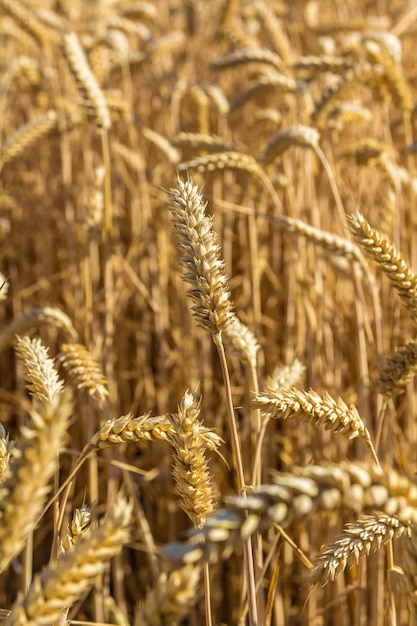 Close-up van tarwe die op het veld groeit