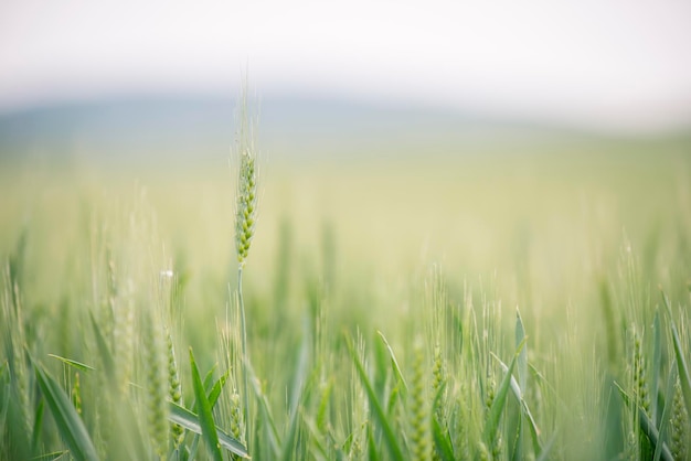 Close-up van tarwe die op het veld groeit