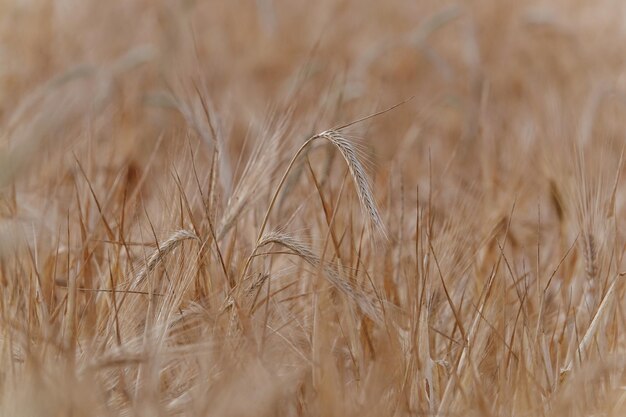 Foto close-up van tarwe die op het veld groeit