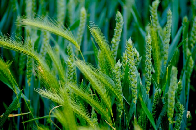 Foto close-up van tarwe die op het veld groeit