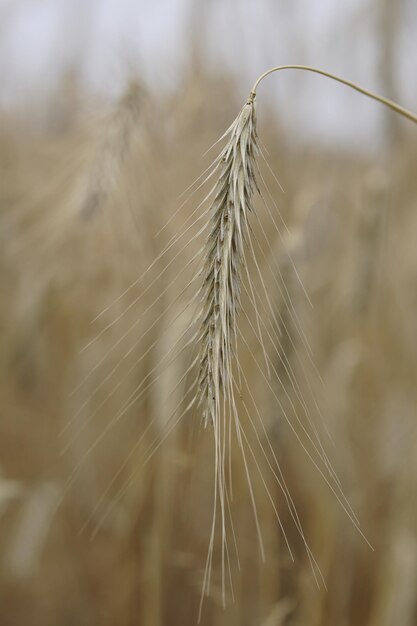 Foto close-up van tarwe die op het veld groeit