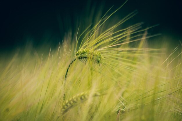 Foto close-up van tarwe die op het veld groeit