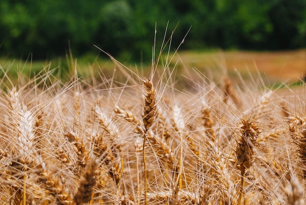 Close-up van tarwe die op het veld groeit