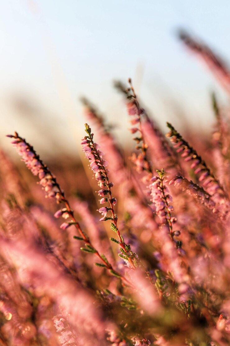 Foto close-up van tarwe die op het veld groeit