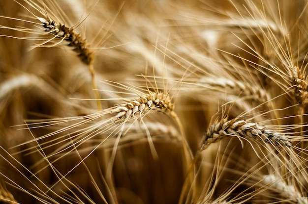 Close-up van tarwe die op het veld groeit