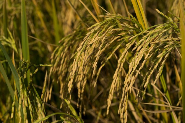 Foto close-up van tarwe die op het veld groeit