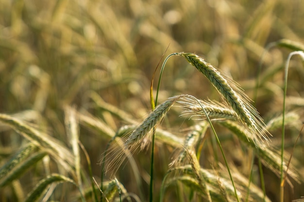Close-up van tarwe die op het veld groeit