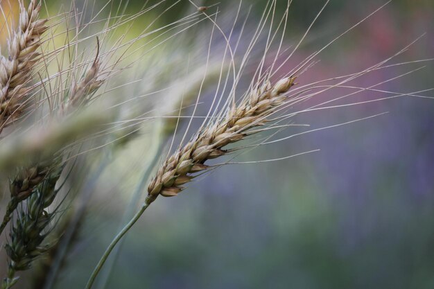 Foto close-up van tarwe die op het veld groeit