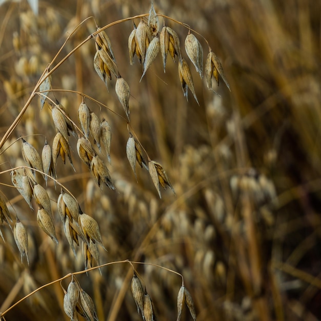 Foto close-up van tarwe die op het veld groeit