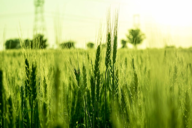 Close-up van tarwe die op het veld groeit