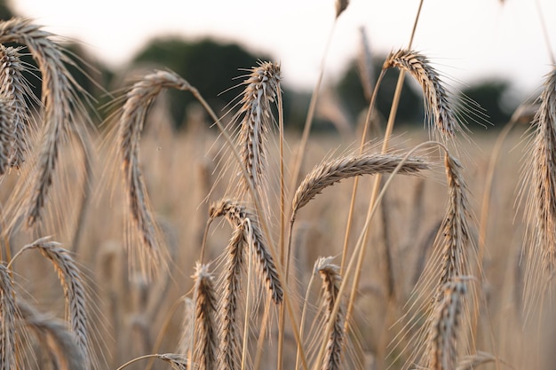 Close-up van tarwe in het veld met een onscherpe achtergrond bij de zonsondergang