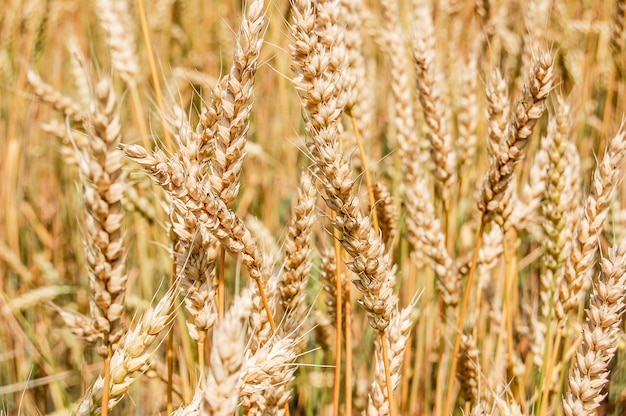 Close-up van tarwe oren op het veld.