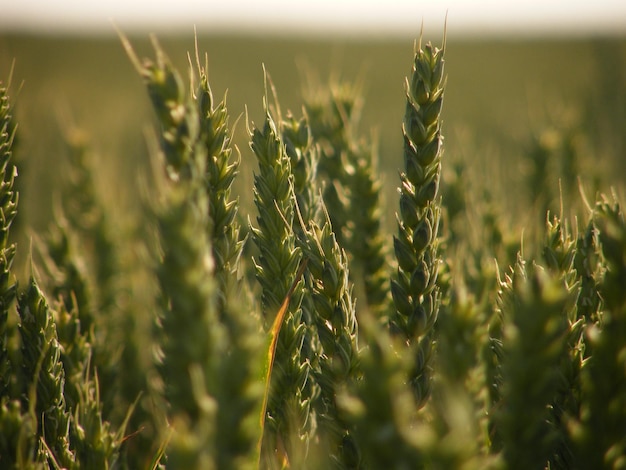 Close-up van tarwegewassen die op het veld groeien