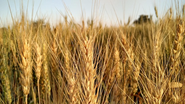 Foto close-up van tarweplanten in het veld